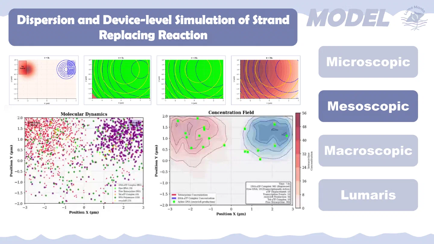 Dispersion and device-level simulation of the strand-replacing reaction.
