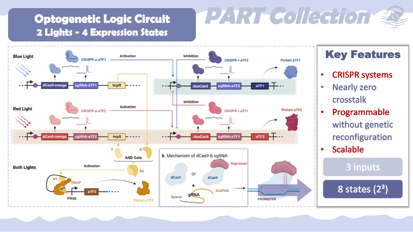 Optogenetic logic circuit design.