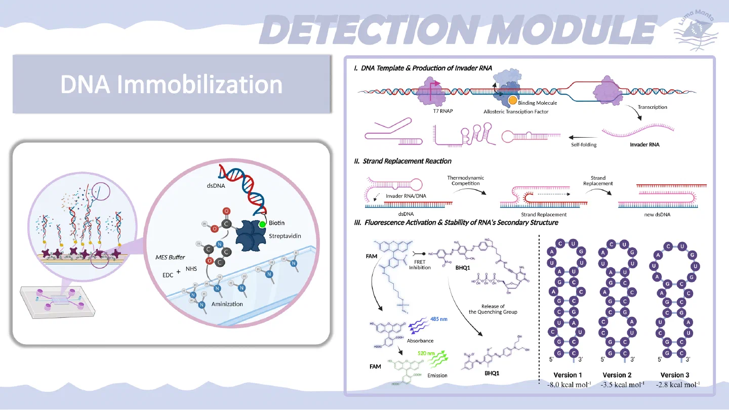 DNA immobilisation.