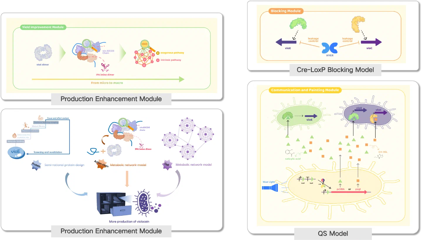System design: enzyme and flux engineering alongside the quorum-sensing and blue-light control circuits.