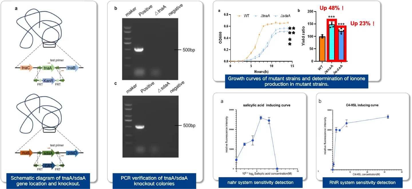 Validation of the metabolic engineering and the dual orthogonal quorum-sensing system.